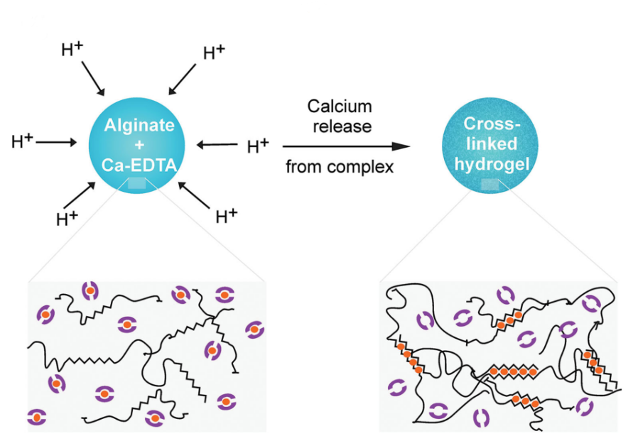 alginate hydrogel microspheres